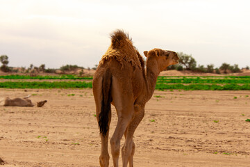 Dromedary walking freely in the Sahara desert somewhere in Morocco