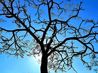 Lonely tree against the sky and sun