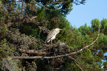 a gray heron perches on a pine tree