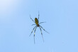 © officek - A female spider walking on its web. The scientific name for this spider is Argiope amoena.