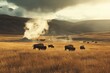 © Isuru - Bison grazing in a golden field near a geyser, under a dramatic sky.
