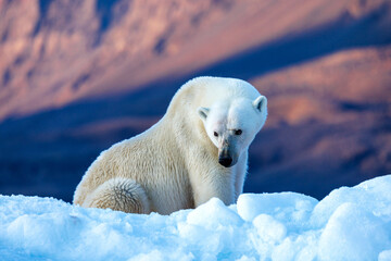 Wall Mural - polar bear, ursus maritimus, and the red rock mountains of vikinge bay, scoresby sund, greenland. si