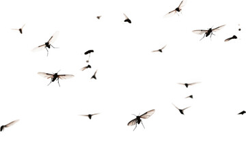 Wall Mural - Flying mosquitoes on a white background. Professional photo.