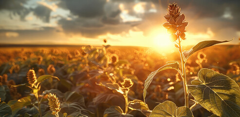 Wall Mural - A soybean field.