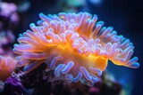 Vibrant sea anemone showing its colorful tentacles in aquarium