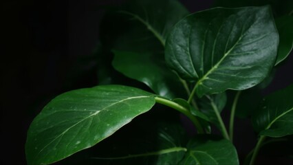 Wall Mural - A close up of a plant with green leaves