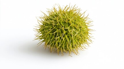 Poster - Fresh green chestnut seed with spiky outer shell isolated on white background botanical close-up for food and nature concepts.