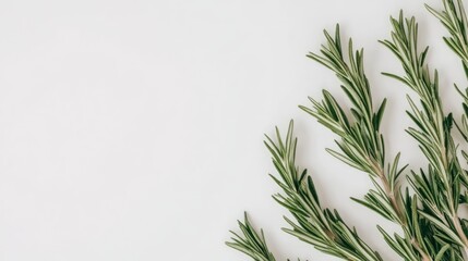 Poster - Fresh rosemary sprigs on a white background showcasing vibrant green leaves ideal for culinary and herbal presentations