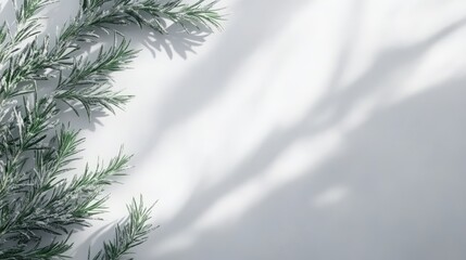 Fototapete - Fresh rosemary sprigs on a light background with soft shadows highlighting the herb's vibrant green texture and natural beauty.
