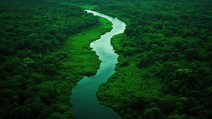 Poster - Aerial view of a winding river flowing through a lush green forest landscape showcasing nature's tranquil beauty.