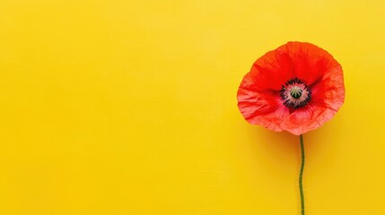 Poster - Red poppy flower on bright yellow background showcasing minimalist beauty in a top view flat lay arrangement for vibrant design inspiration