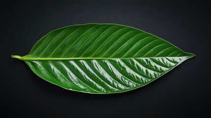 Poster - Sanchezia speciosa leaf on dark background showcasing vibrant green color and intricate vein patterns for natural design concepts