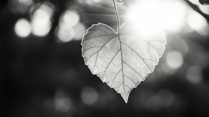 Poster - Heart-shaped leaf illuminated by sunlight creating a striking black and white contrast in a natural setting.