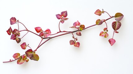 Poster - Telosma cordata vibrant foliage branch arranged on a clean white background showcasing its unique leaves and colors