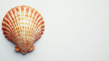 Poster - Close up of a beautifully patterned orange seashell isolated on a clean white background highlighting its intricate details and texture.