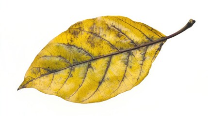 Poster - Isolated withering yellow autumn leaf on white background showcasing natural texture and detail of seasonal change in foliage.
