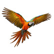 Vibrant Scarlet Macaw in Flight Exotic Bird with Outstretched Wings