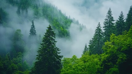 Poster - Lush green forest enveloped in fog creating a tranquil and serene atmosphere with varying shades of greenery and misty ambiance.