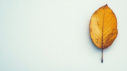 Poster - Solitary withering autumn yellow leaf on soft light background showcasing natural texture and colors in seasonal change