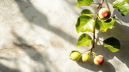 Poster - Climbing Fig Branch with Leaves and Fruits on Concrete Wall Highlighted by Sunlight and Shadows