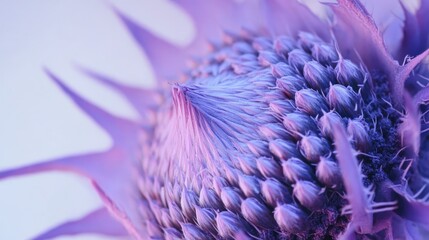Poster - Thistle flower macro shot highlighting intricate details against a clean white background. Perfect for natural beauty themes.