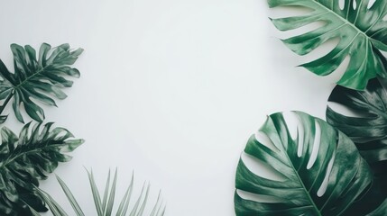 Poster - Tropical Monstera leaves elegantly arranged on a light backdrop creating a fresh and vibrant botanical design ideal for various uses