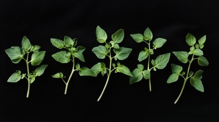 Aufkleber - Tomato seedling leaves arranged in a top view showcasing their intricate shapes and vibrant green color against a dark background.