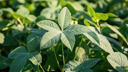 Poster - Sweet potato leaves basking in sunlight creating a vibrant natural background for various design projects