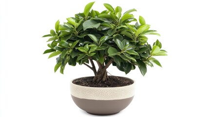 Poster - Micro Bunjin Bowl Dollar Banyan Tree Beautiful Ornamental Plant Enhances Indoor Decor and Improves Air Quality