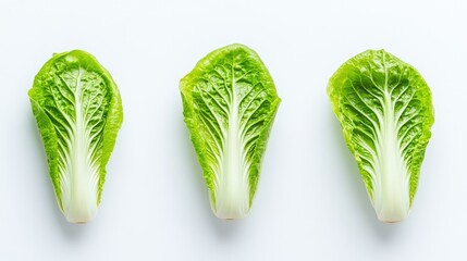Poster - Fresh romaine lettuce heads arranged in a row isolated on a clean white background showcasing vibrant green colors and texture.