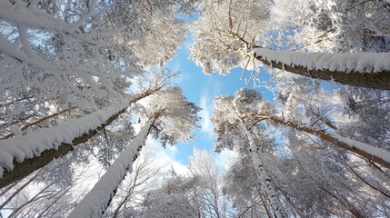 Poster - Snow-covered spruce tree boughs reaching towards a blue sky on a serene winter day captured from a unique upward perspective