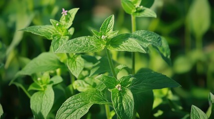 Aufkleber - Vibrant summer weeds and lush green foliage thriving in an Ohio landscape under warm sunlight