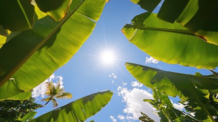 Poster - View of sunny sky and lush banana leaves under clear blue skies in vibrant outdoor setting with palm tree accents.