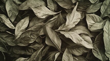 Poster - Dried tobacco leaves arranged in an artistic overlay capturing their texture and natural tones for creative backgrounds or organic designs