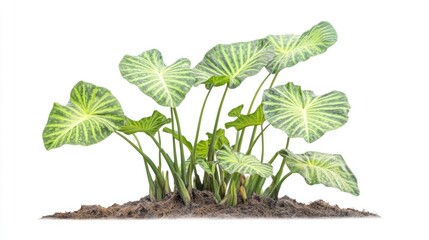 Poster - Taro Plant with lush green leaves isolated on white background showcasing vibrant color and detailed texture for design and botanical use