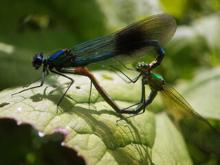 Wall Mural - dragonfly on leaf summer