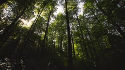 Wall Mural - majestic and towering trees stretching gracefully towards the sky in a lush green forest