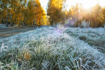 Wall Mural - Contrast photo of white frost on the grass and yellow birches in the forest in warm sunlight. Dirt road. Beautiful frosty autumn morning with frost and sunlight