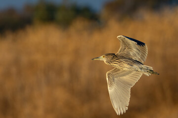 Canvas Print - juvenile  black-crowned night heron flying, seen in a North California marsh