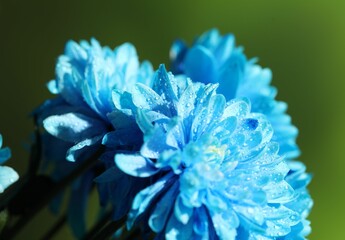 Wall Mural - beautiful light blue flowers with water drops on blurred green background, macro view