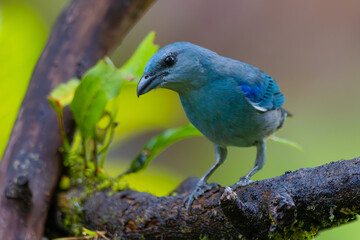 Wall Mural - blue bird on a branch