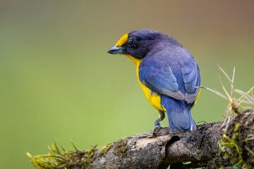 Wall Mural - blue and yellow bird