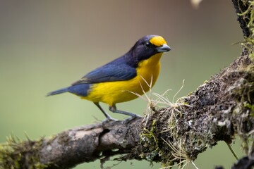 Wall Mural - yellow and blue bird
