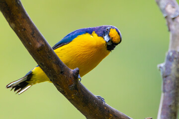 Wall Mural - yellow and blue bird