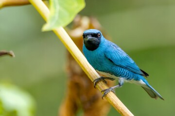 Wall Mural - blue bird on a branch