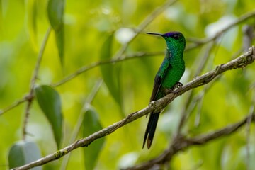 Wall Mural - green hummingbird