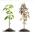 © dylan - a plant which is healthy and thriving next to the same plant that has withered and died studio setting white background