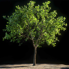 an alone quillaja tree 20 years old animate version very detailed 5k 1 picture without backgroud