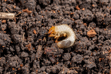 White grub in soil of lawn. Concept of lawncare, lawn and garden pest control. 