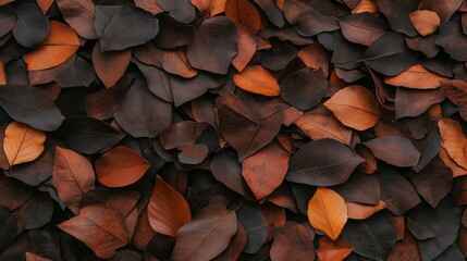 Wall Mural - Autumn Leaves Background Top Down View